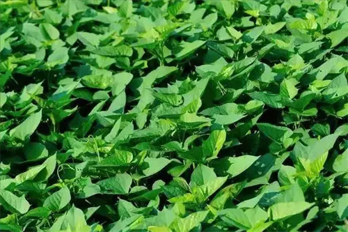 图片细节
